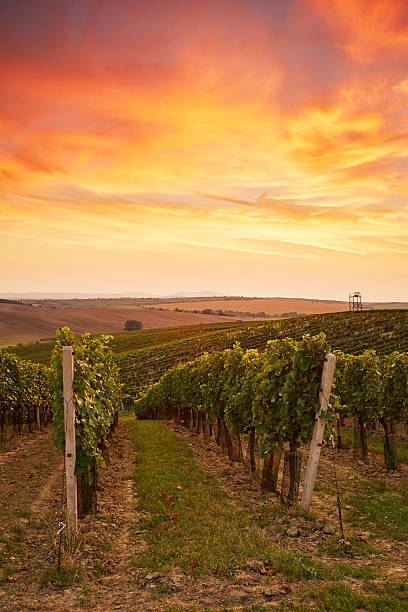 belles vignes en moravie - sunset vacations orange glowing photos et images de collection