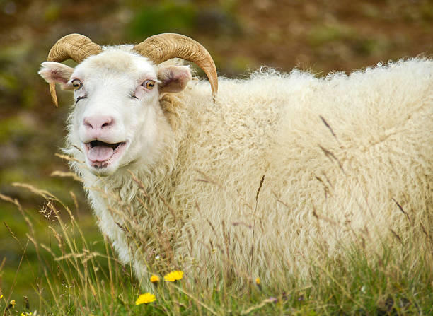istock sheep portrait in iceland 625304248