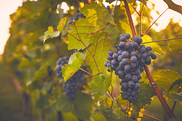 istock Branch of red grapes 625304352