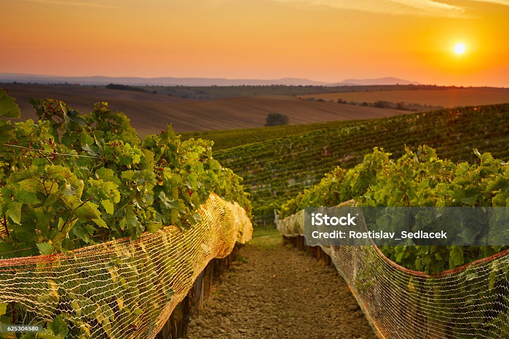Vineyard with protective nets Rows of vineyard with protective nets. Toned at sunset Adelaide Stock Photo