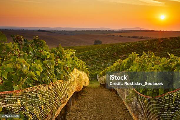 Vineyard With Protective Nets Stock Photo - Download Image Now - Adelaide, Hill, Netting