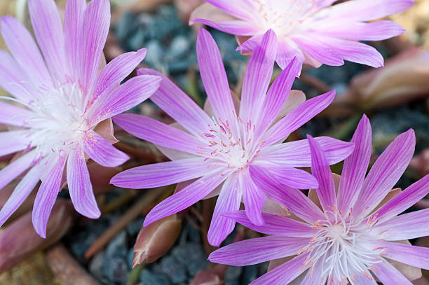 Lewisia redviva, common name Bitterroot Lewisia redviva, common name Bitterroot lewisia rediviva stock pictures, royalty-free photos & images