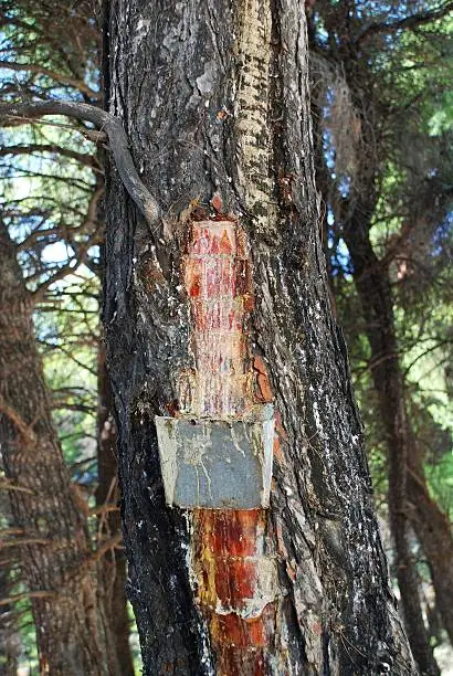 Collecting resin from a pine tree at Agii Anargiroi on the Greek island of Alonissos. Pine resin is a key flavouring in Greek wine type Retsina. 