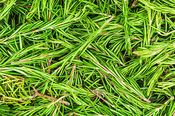 green fresh rosemary