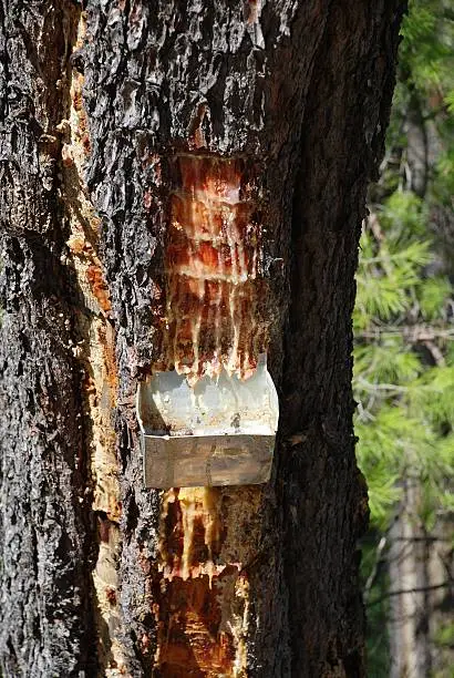 Collecting resin from a pine tree at Agii Anargiroi on the Greek island of Alonissos. Pine resin is a key flavouring in Greek wine type Retsina.