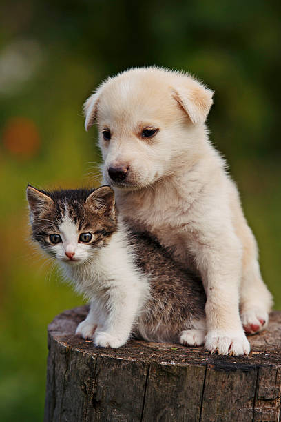 cute puppy and kitten on the grass outdoor; stock photo