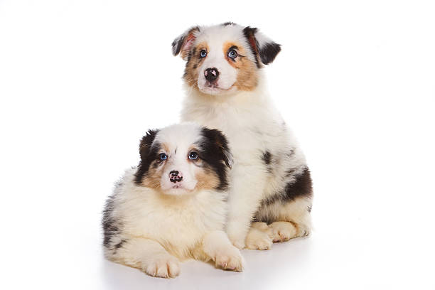 istock Two Australian Shepherd puppy (isolated on white) 625309642