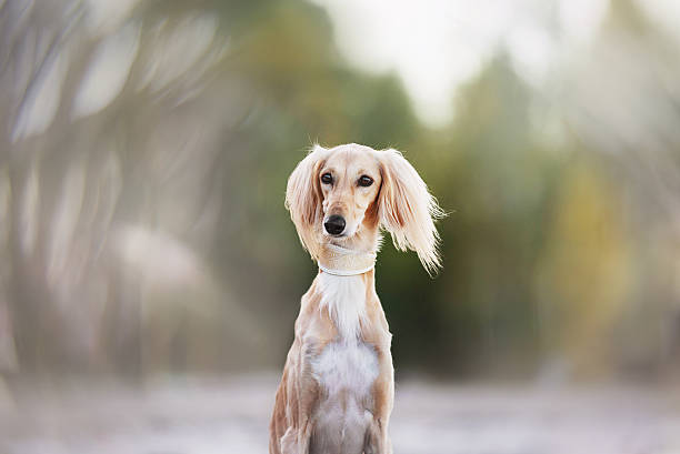 młody saluki (perski chart) gra nad morzem - sight hound zdjęcia i obrazy z banku zdjęć