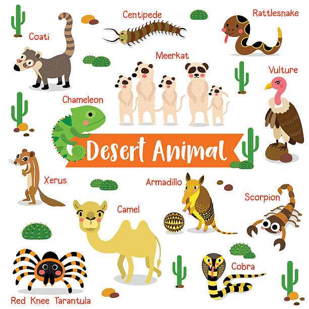 ilustraciones, imágenes clip art, dibujos animados e iconos de stock de desert animal sobre fondo blanco con ilustración vectorial de nombre animal. - desert animals