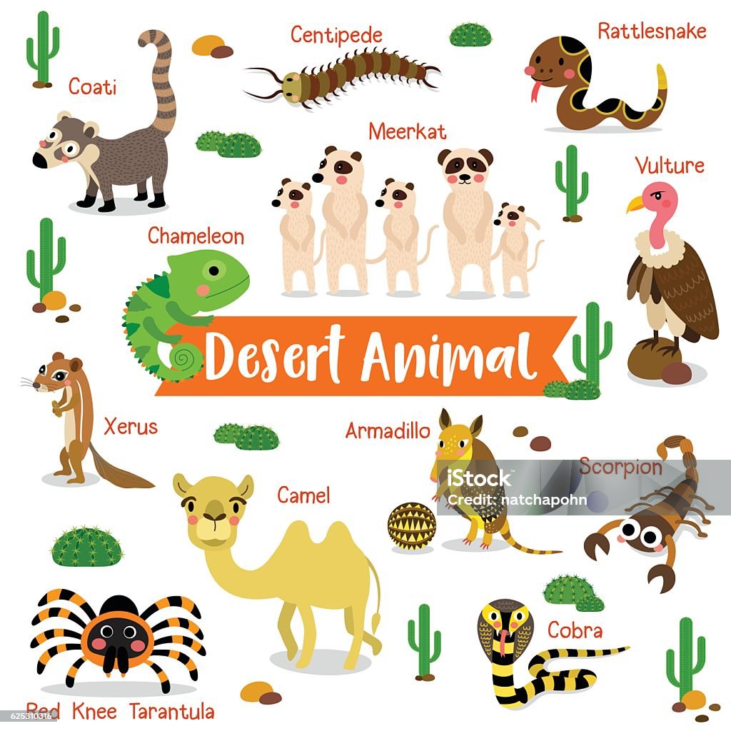 Desert Animal On White Background With Animal Name Vector Illustration  Stock Illustration - Download Image Now - iStock