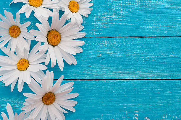 istock white daisies on a blue wooden background 625310670