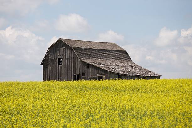 istock Canola Field and Abandoned Barn 625310800
