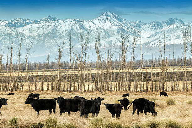 Cows breeding in Patagonia