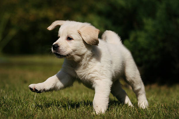 Labrador puppy dog on the grass in the sun stock photo