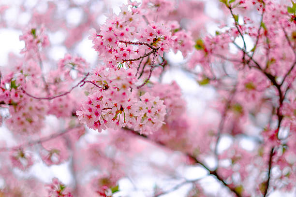 istock Japan in spring ,Cherry blossom Sakura (Selective Focus) 625311722