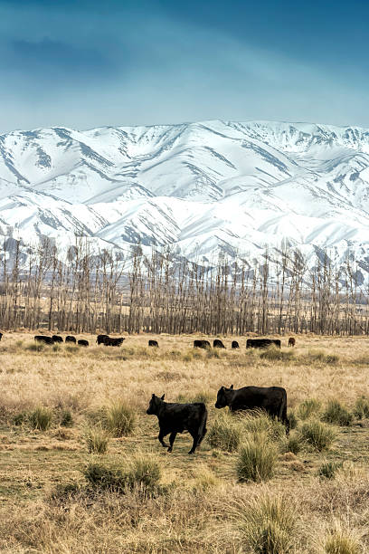 istock Cows breeding in Patagonia 625311984