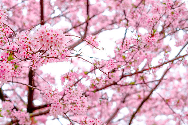 istock Japan in spring ,Cherry blossom Sakura (Selective Focus) 625312626