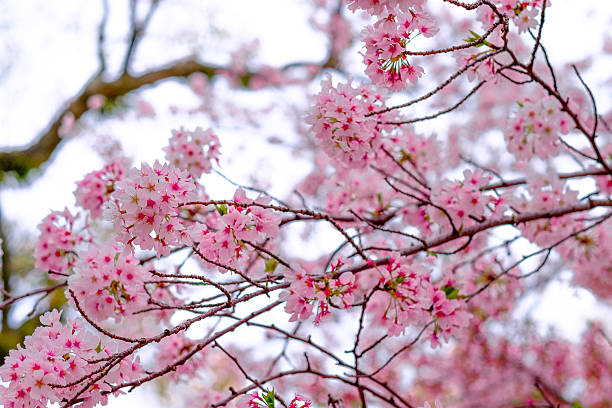 istock Japan in spring ,Cherry blossom Sakura (Selective Focus) 625312726