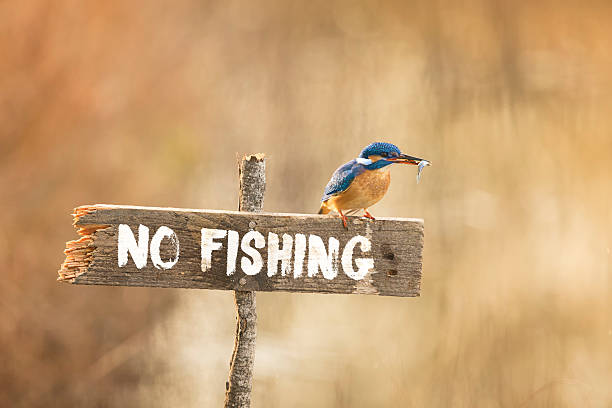 부리에 물고기와 낚시 표지판에 포즈를 취하는 킹피셔 - no fishing 뉴스 사진 이미지