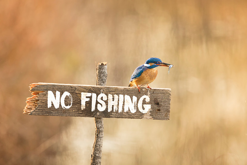 Kingfisher Posing On No Fishing Sign With Fish In Beak Stock Photo -  Download Image Now - iStock