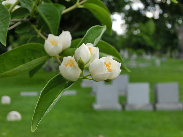 Tiny flower buds macro in cemetery with tombstones