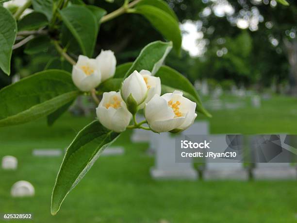 Tiny Flower Buds Macro In Cemetery With Tombstones Stock Photo - Download Image Now - Cemetery, Flower, Beauty