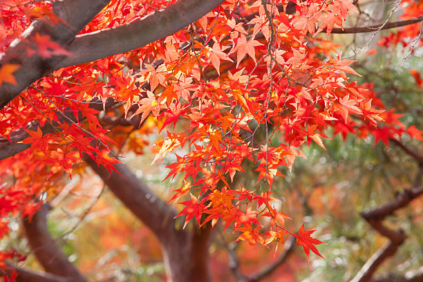 istock colorful maple leaves and branches from kyoto, japan 625329372