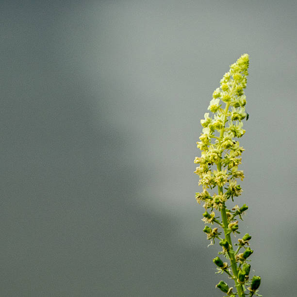 Reseda lutea The bright yellow blossom of a Reseda lutea, formerly used for dying. Photograph taken near Gundelfingen, Bavaria, Germany. reseda lutea stock pictures, royalty-free photos & images