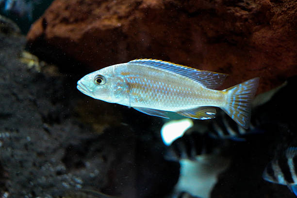 istock Beautiful fish in the aquarium 625330252