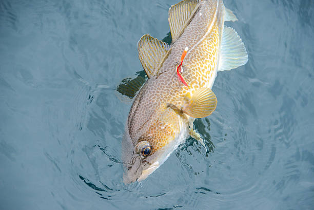 fishing a fish out of the water