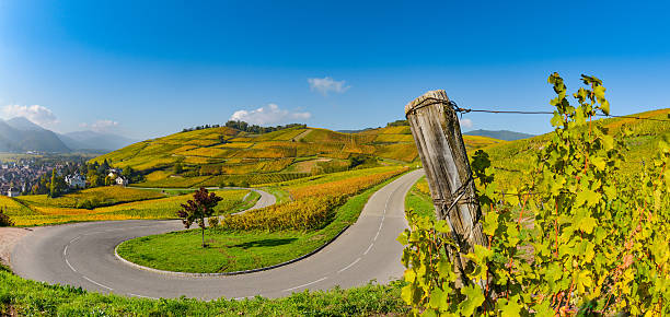 ruta del vino, viñedos de alsacia en francia - alsacia fotografías e imágenes de stock