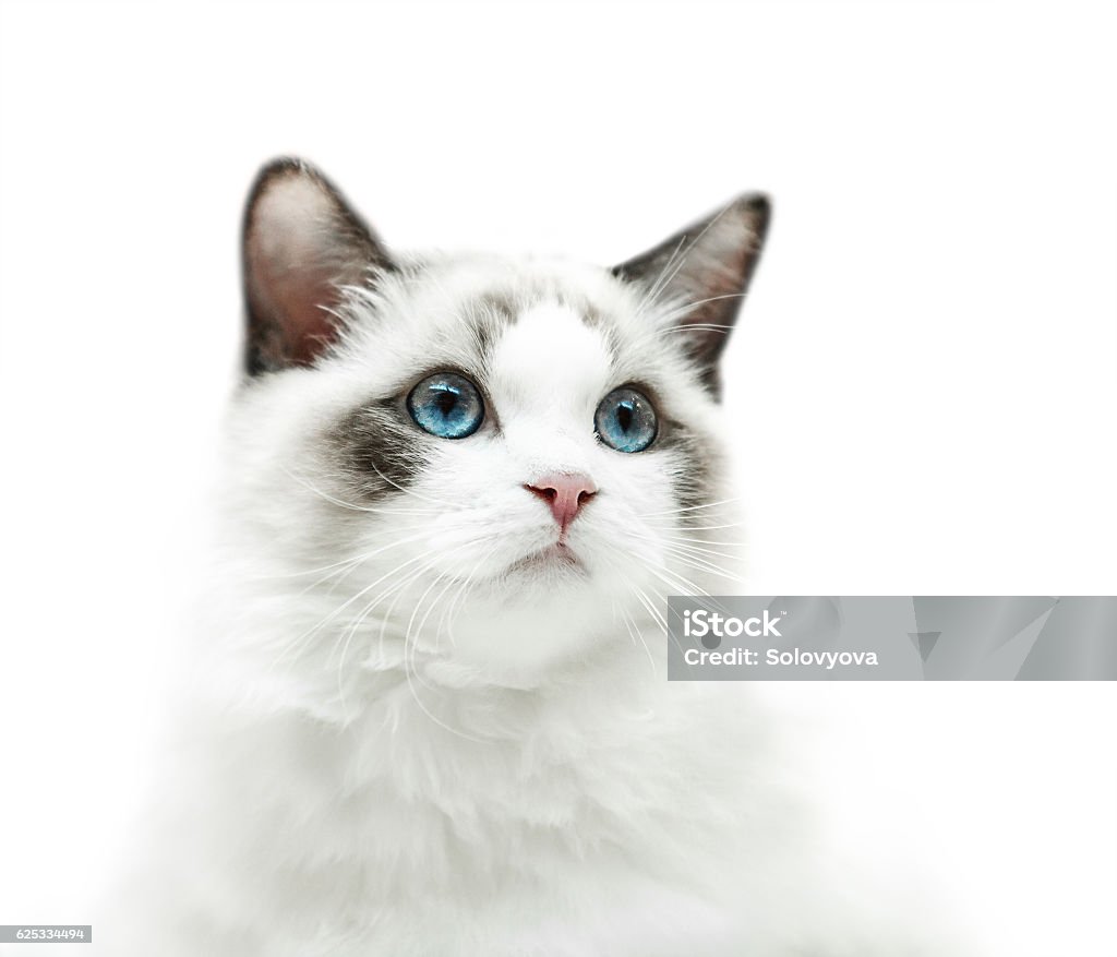 White kitten with blue eyes portrait White Background Stock Photo