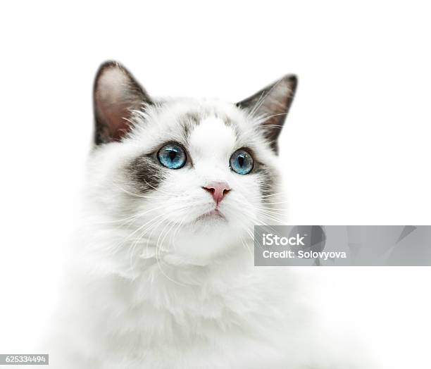 White Kitten With Blue Eyes Portrait Stock Photo - Download Image Now - White Background, Animal, Cute