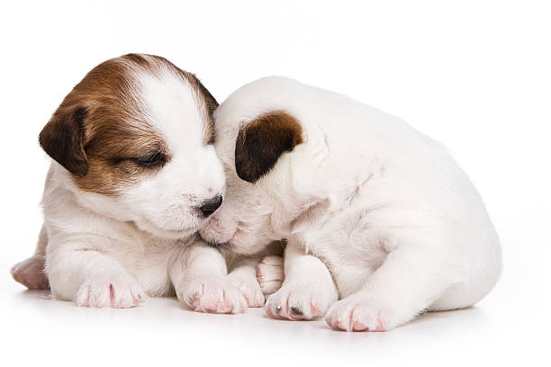 istock Two puppy dog Jack Russell Terrier (isolated on white) 625354524