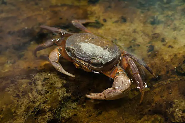 Blackback land crab (Gecarcinus lateralis), also known as the Bermuda land crab.