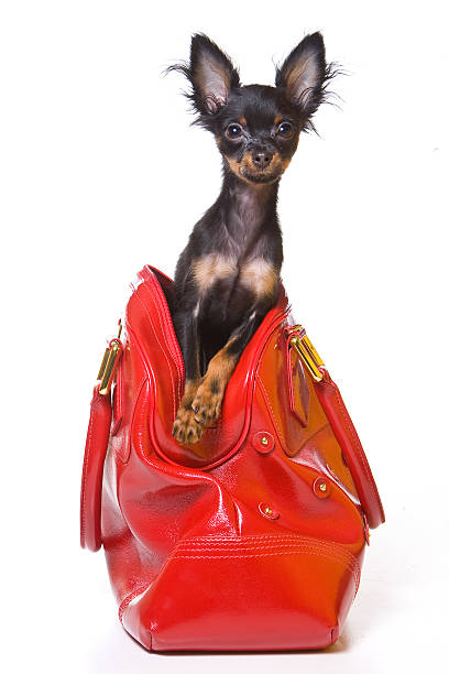 istock Toy Terrier dog and red bag (isolated on white) 625355424