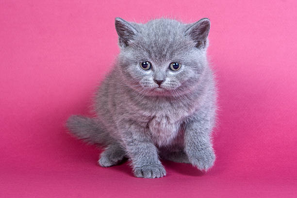 istock Gray kitten blue cat on a red background 625355930