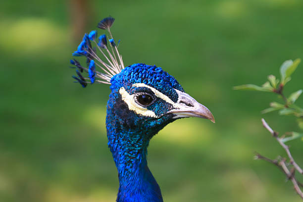 istock Blue Peacock Head Close-up on Blurred Nature Background. 625356716