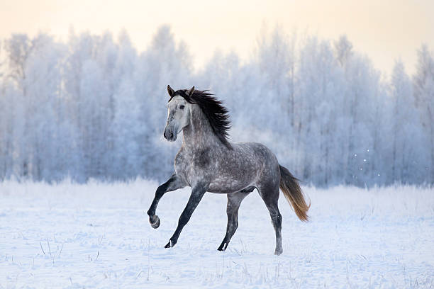 istock Andalusian horse in winter 625358608