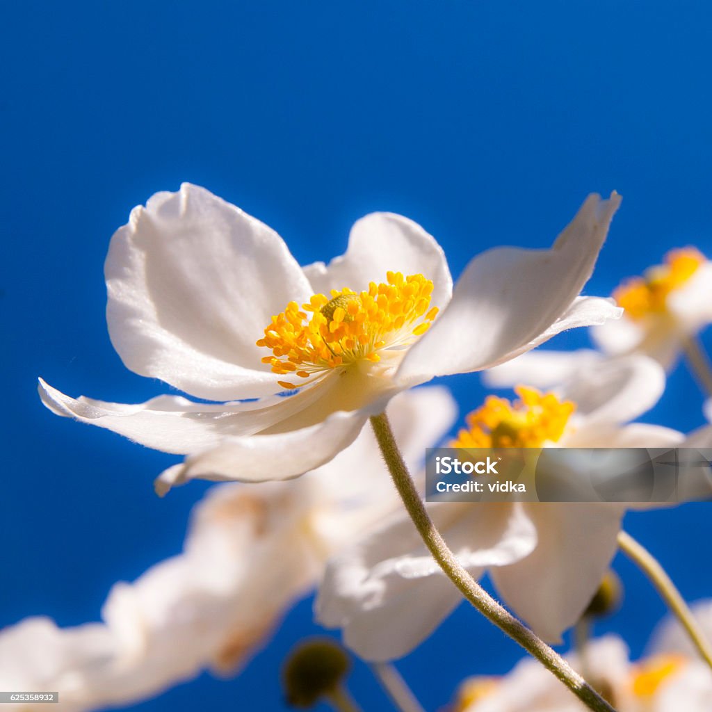 white japanese autumn anemone flower close up: white japanese autumn anemone Anemone Flower Stock Photo