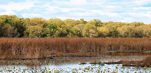 Marsh in autumn with reeds and willows