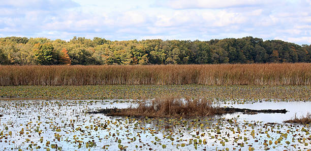 istock Wetlands with reeds and trees in the background 625359184