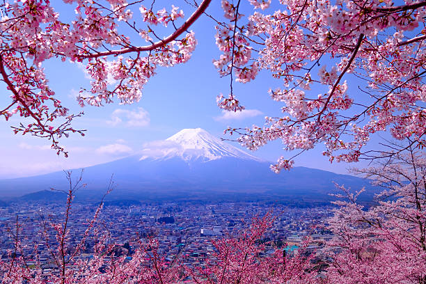Mt Fuji And Cherry Blossom In Japan Spring Season Stock Photo