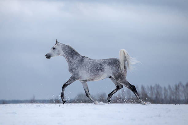 istock Arabian horse on winter background 625359478