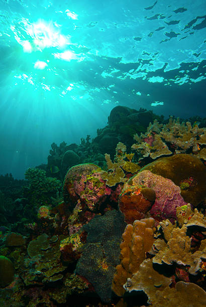 istock sunbeams over hard coral pinnacle underwater 625360032