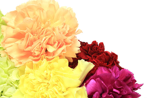 istock Closeup picture of carnation 625369604