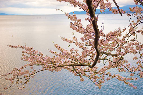istock Cherry Blossoms in Shiga, Japan 625369776