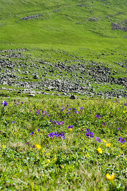 istock Wild flowers blooming in wilderness 625370492