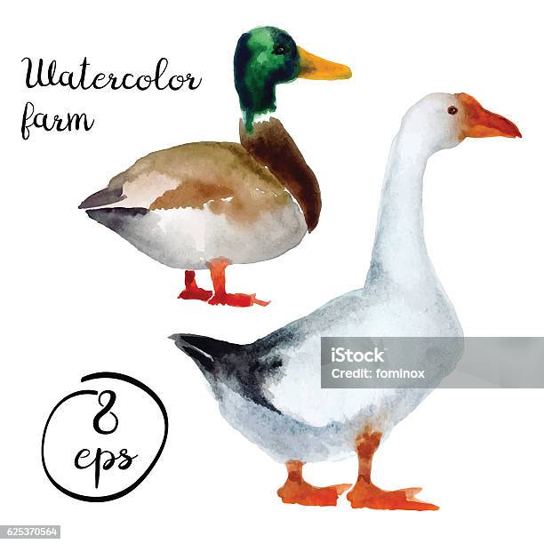 Vector Farm Poultry Duck And Goose Stock Illustration - Download Image Now - Watercolor Painting, Duck - Bird, Duck Meat