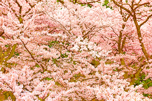 Cherry Blossoms in Kaizu, Shiga, Japan
